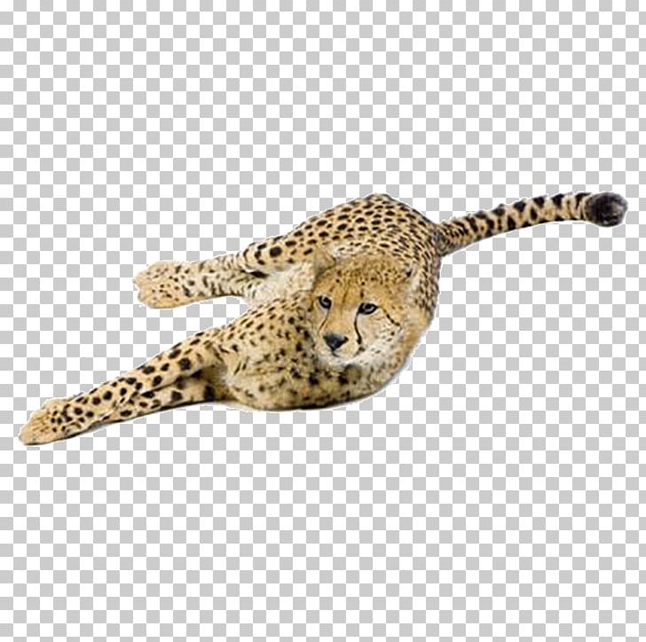 Cheetah Leopard Cat Eurasian Lynx Felidae PNG, Clipart, Animal, Animals, Big Cats, Carnivoran, Cat Free PNG Download