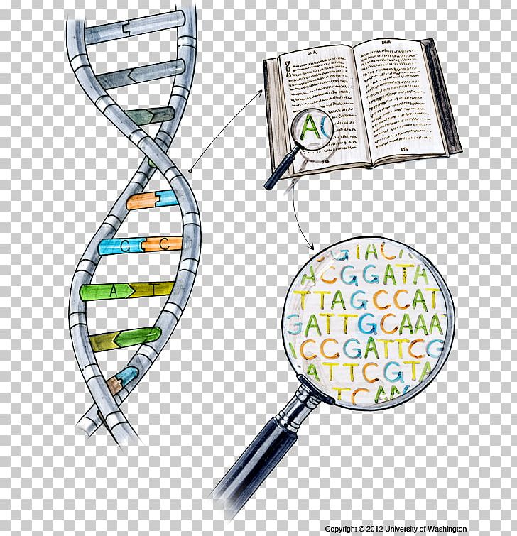 DNA Sequencing Nucleic Acid Sequence Dolan DNA Learning Center PNG, Clipart, Complementarity, Dna, Dna Sequencer, Dna Sequencing, Dolan Dna Learning Center Free PNG Download