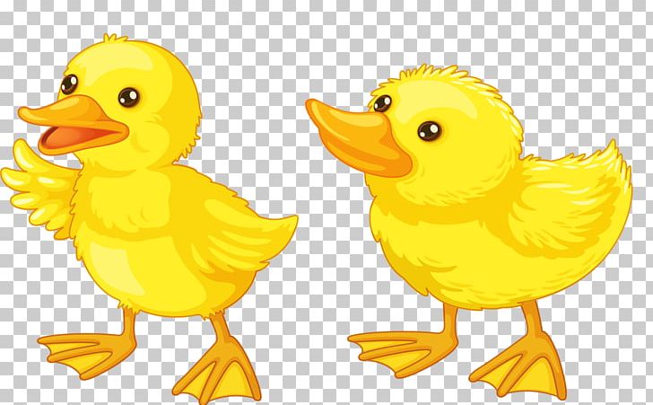 Donald Duck Free Content Rubber Duck PNG, Clipart, Animals, Balloon Cartoon, Beak, Bird, Boy Cartoon Free PNG Download