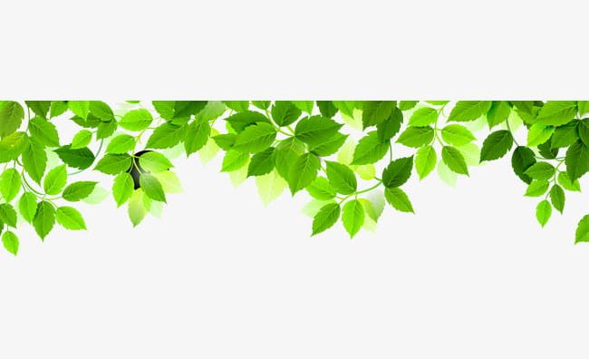 Green Simple Leaves PNG, Clipart, Botany, Decorative, Decorative Pattern, Fresh, Grass Free PNG Download