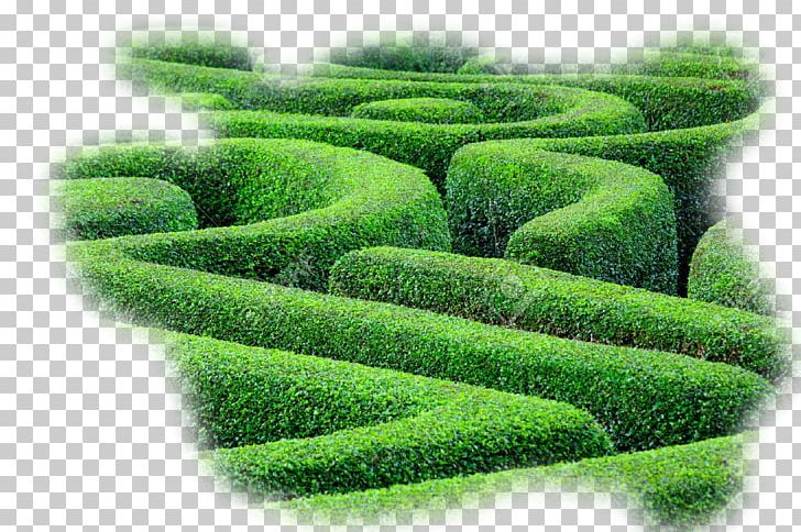 Hedge Maze Labyrinth Plant Shrub PNG, Clipart, Bedding, Food Drinks, Garden, Grass, Green Free PNG Download