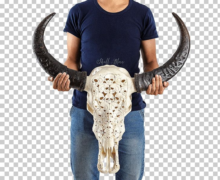 Human Skeleton Human Skull Cattle PNG, Clipart, Buffalo, Cattle, Cattle Like Mammal, Death, Forehead Free PNG Download