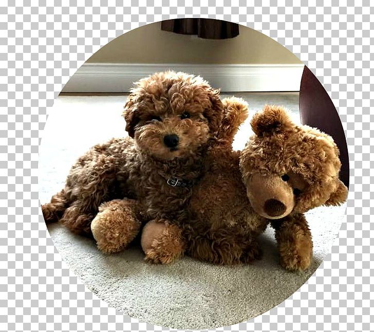 Miniature Poodle Toy Poodle Goldendoodle Puppy Cockapoo PNG, Clipart, Animals, Apricot, Breed, Carnivoran, Companion Dog Free PNG Download