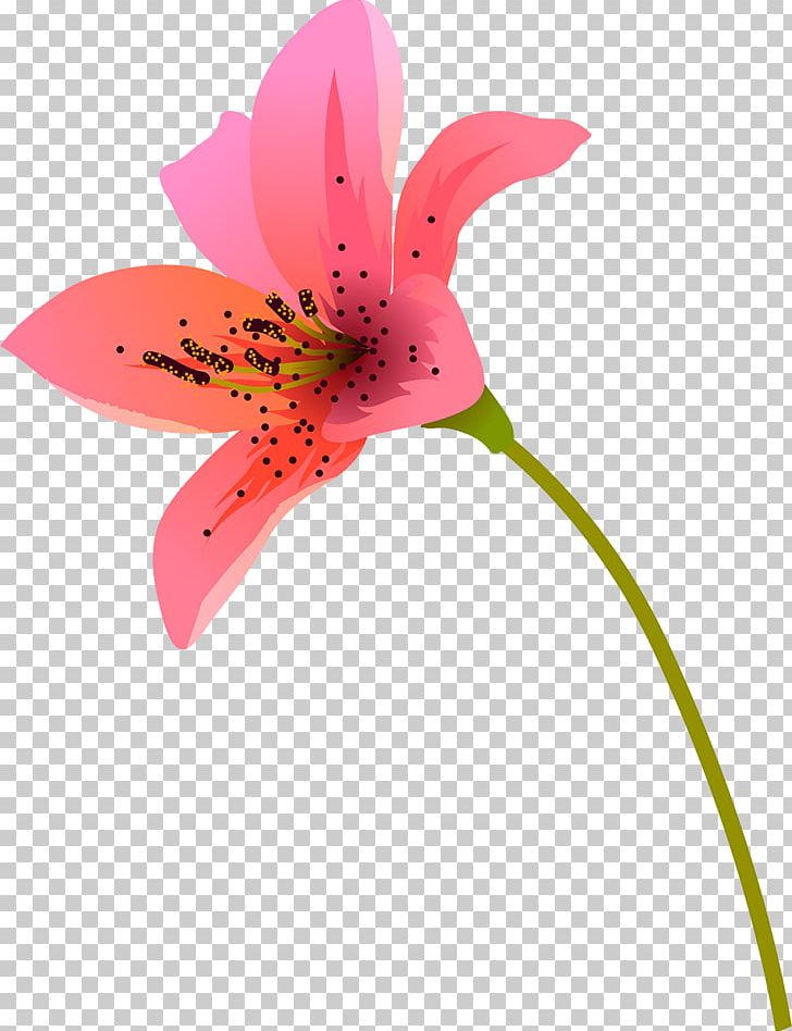 Pink M Alstroemeriaceae Close-up Plant Stem Lily M PNG, Clipart, Alstroemeriaceae, Closeup, Flora, Flower, Flowering Plant Free PNG Download