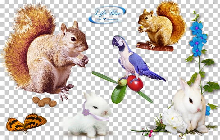 Rodent Squirrel Domestic Rabbit PNG, Clipart, Animal Figure, Art, Artist, Deviantart, Domestic Rabbit Free PNG Download