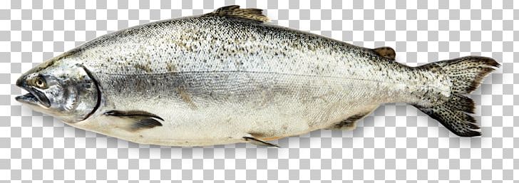 Stone Age Chinook Salmon Copper River Food PNG, Clipart, Capelin, Chinook Salmon, Copper River, Early, Eat Free PNG Download
