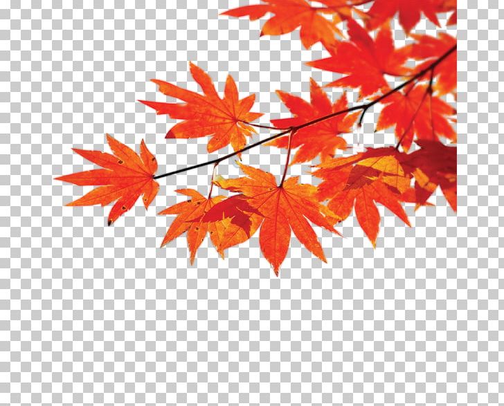 Autumn Poster Maple Leaf PNG, Clipart, Advertising, Autumn, Branch, Flowering Plant, Gold Free PNG Download