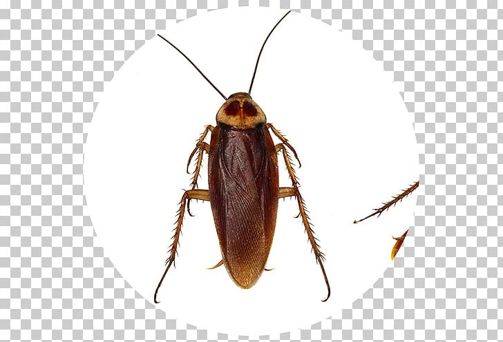 Cockroach Insect Pest Control Stock Photography PNG, Clipart, Alamy, Animals, Arthropod, Beetle, Blattodea Free PNG Download