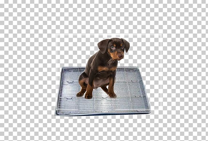 Dog Puppy Carpet Cleaning PNG, Clipart, Animals, Bed, Carnivoran, Carpet, Carpet Cleaning Free PNG Download
