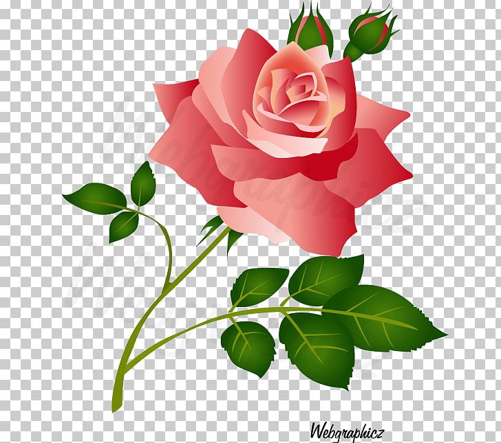 Garden Roses China Rose Cabbage Rose Floribunda PNG, Clipart, Branch, China Rose, Cut Flowers, Flora, Floral Design Free PNG Download