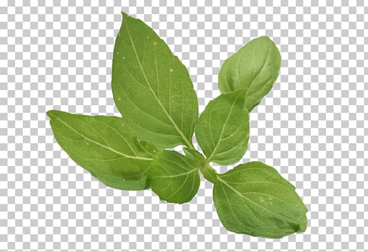 Holy Basil Herb Extract Flavor PNG, Clipart, Background Green, Basil, Cooking, Essential Oil, Food Free PNG Download