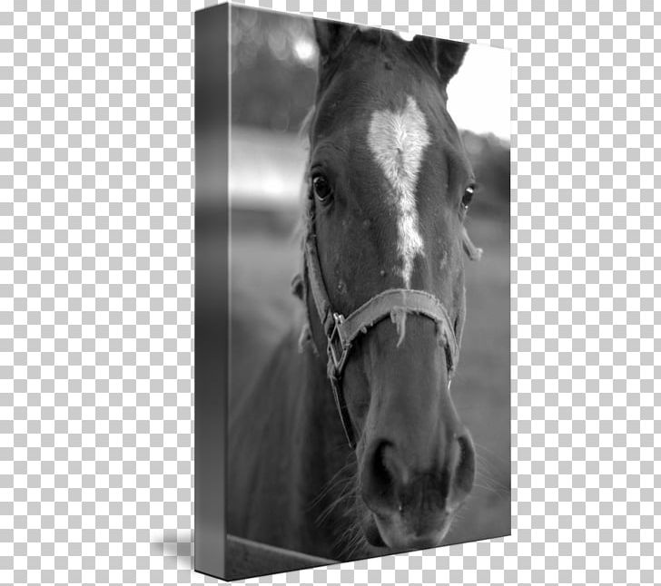 Mustang Halter Mane Stallion Rein PNG, Clipart, Black And White, Bridle, Halter, Horse, Horse Like Mammal Free PNG Download