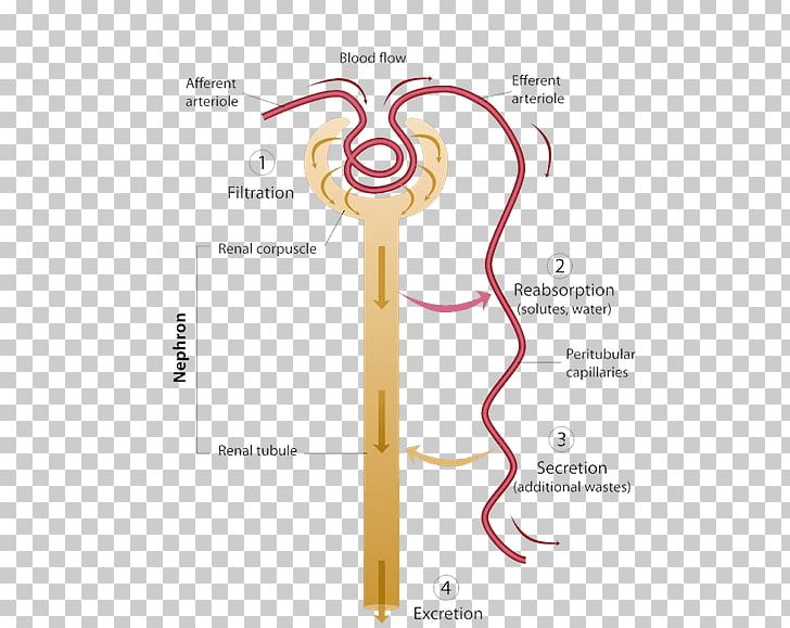 The Excretory System Reabsorption Nephron Urine PNG, Clipart, Anatomy, Angle, Blood, Diagram, Diuretic Free PNG Download