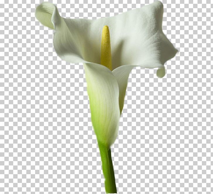 Arum Lilies Arum-lily Flower Lilium Tulip PNG, Clipart, Alismatales, Animaux, Arum, Arum Family, Arum Lilies Free PNG Download