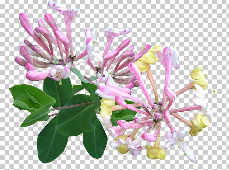 Flower Lonicera Japonica Lonicera Periclymenum Lonicera Caprifolium Vine PNG, Clipart, Aphid, Blossom, Branch, Cut Flowers, Flower Free PNG Download