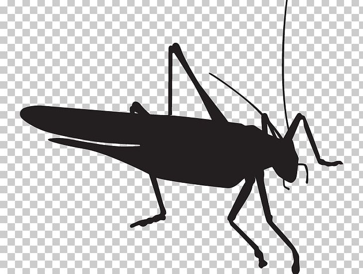 Fly Beetle Grasshopper Pest Control PNG, Clipart, Arthropod, Beetle, Black And White, Cockroach, Cricket Free PNG Download