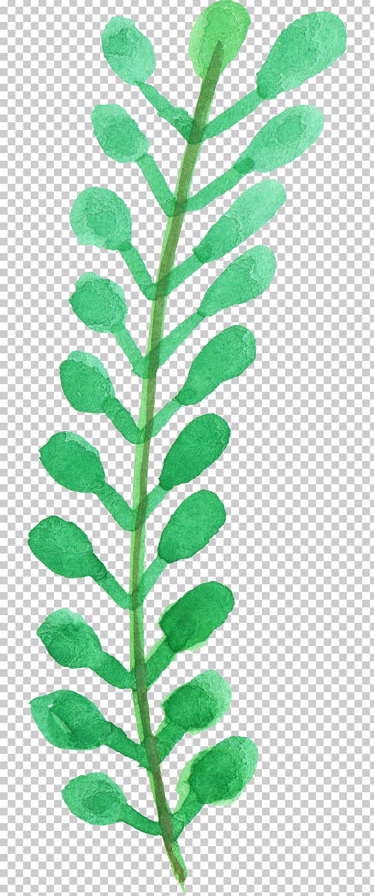 Leaf Plant Stem PNG, Clipart, Com, Display Resolution, Download, Leaf, Organism Free PNG Download