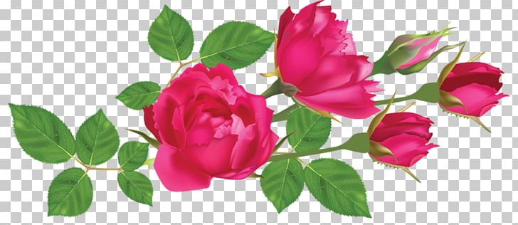 Rose Leaf Flower PNG, Clipart, Annual Plant, Bud, China Rose, Floribunda, Floristry Free PNG Download