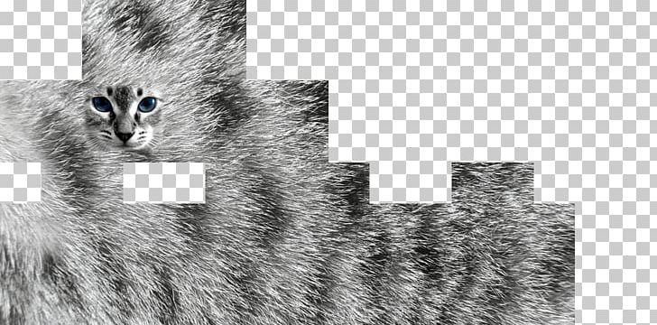 Cat Fur Texture Mapping Katzenfell PNG, Clipart, Angle, Animals, Black And White, Cat, Color Free PNG Download