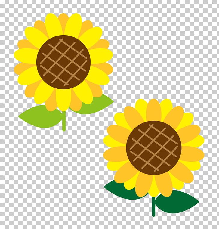 Common Sunflower Illustration PNG, Clipart, Art, Blume, Common Sunflower, Cut Flowers, Daisy Family Free PNG Download
