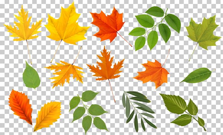 Autumn Leaves Maple Leaf Graphics Euclidean PNG, Clipart, Autumn, Autumn Leaves, Branch, Collection, Colorful Free PNG Download