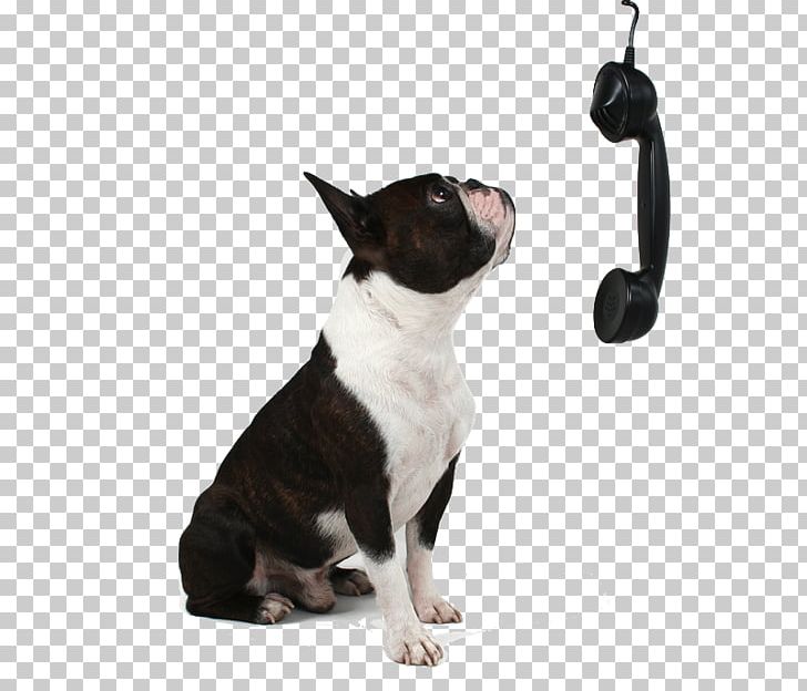 Boston Terrier North Ridge Veterinary Hospital Cat Pet Shop PNG, Clipart, Animals, Boston, Boston Terrier, Carnivoran, Cat Free PNG Download