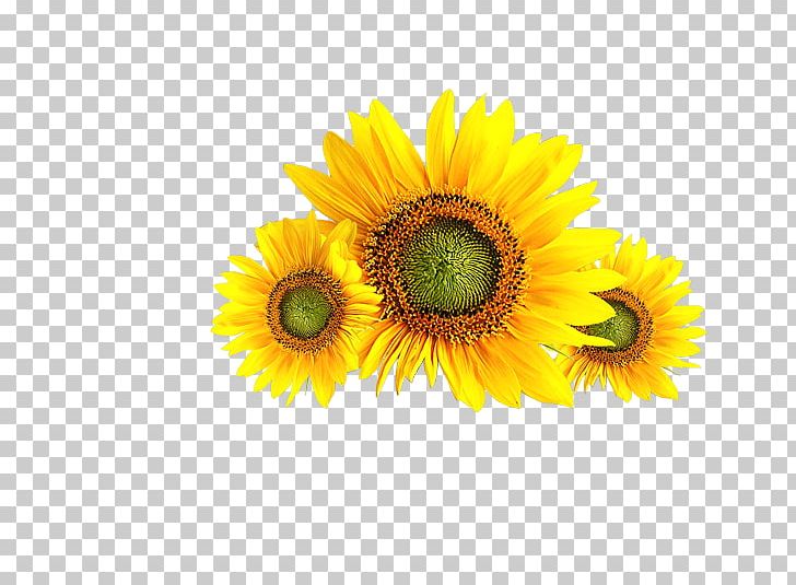 Common Sunflower PNG, Clipart, Common Sunflower, Computer, Computer Wallpaper, Daisy Family, Flower Free PNG Download