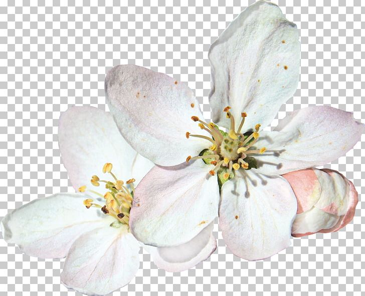 Flower Remetente Partilhar PNG, Clipart, Blossom, Branch, Cherry Blossom, Cut Flowers, Decoupage Free PNG Download