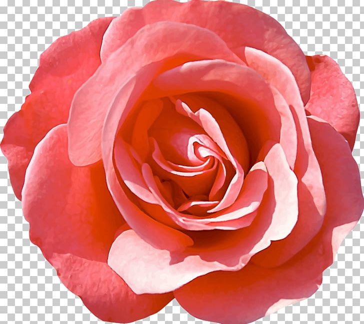 Garden Roses Flower Delbard Kutno Rose Festival PNG, Clipart, Blume, Camellia, China Rose, Closeup, Cut Flowers Free PNG Download