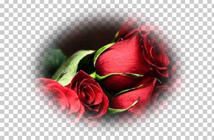 Garden Roses Flower Bouquet Valentine's Day PNG, Clipart,  Free PNG Download