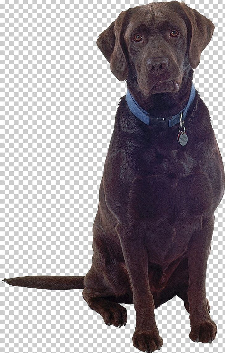 Labrador Retriever Dog Breed PhotoScape Companion Dog PNG, Clipart, Companion Dog, Dog, Dog Breed, Dog Collar, Dog Like Mammal Free PNG Download