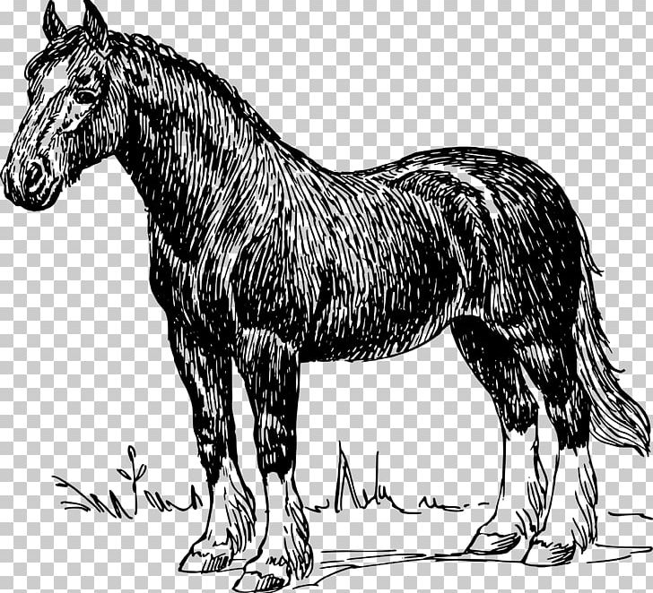 Clydesdale Horse Percheron Appaloosa Friesian Horse American Quarter Horse PNG, Clipart, Appaloosa, Black, Black And White, Draft Horse, Drawing Free PNG Download