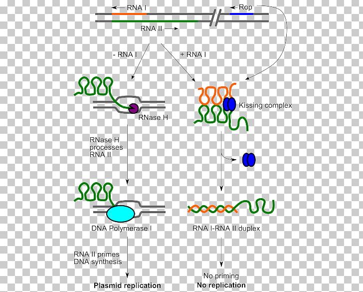 ColE1 Plasmid Origin Of Replication DNA Replication PBR322 PNG, Clipart, Angle, Area, Bacteria, Cole, Control Free PNG Download
