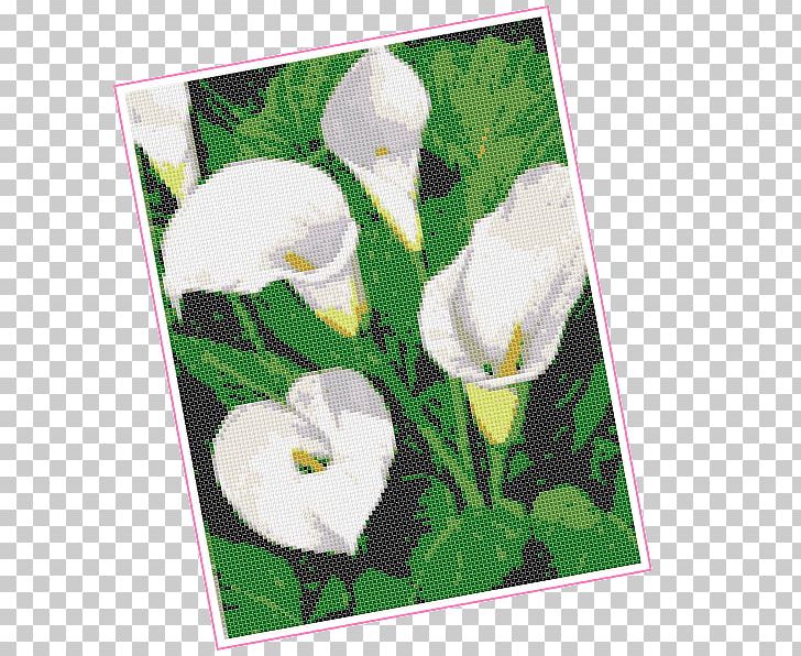 Flowering Plant Petal Flowering Plant Frames PNG, Clipart, Arum, Flower, Flowering Plant, Grass, Green Free PNG Download