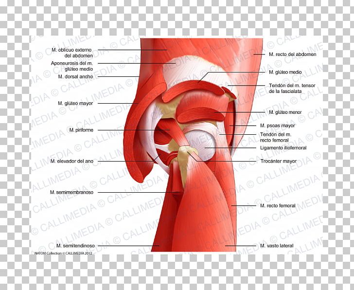 Gluteal Muscles Rectus Femoris Muscle Gluteus Maximus Muscle Nerve Gluteus Minimus Muscle PNG, Clipart, Abdomen, Arm, Artery, Biceps Femoris Muscle, Hand Free PNG Download