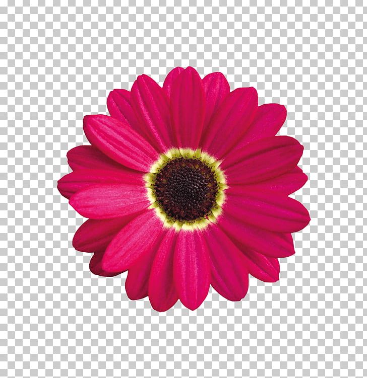 Graphics Illustration PNG, Clipart, Chrysanths, Computer Icons, Cut Flowers, Daisy Family, Daisy Flower Free PNG Download