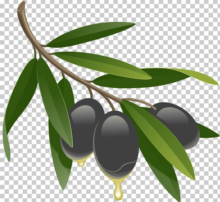 Olive Leaf Graphics Drawing Olive Oil PNG, Clipart, Aristotelia Chilensis, Branch, Drawing, Food, Food Drinks Free PNG Download