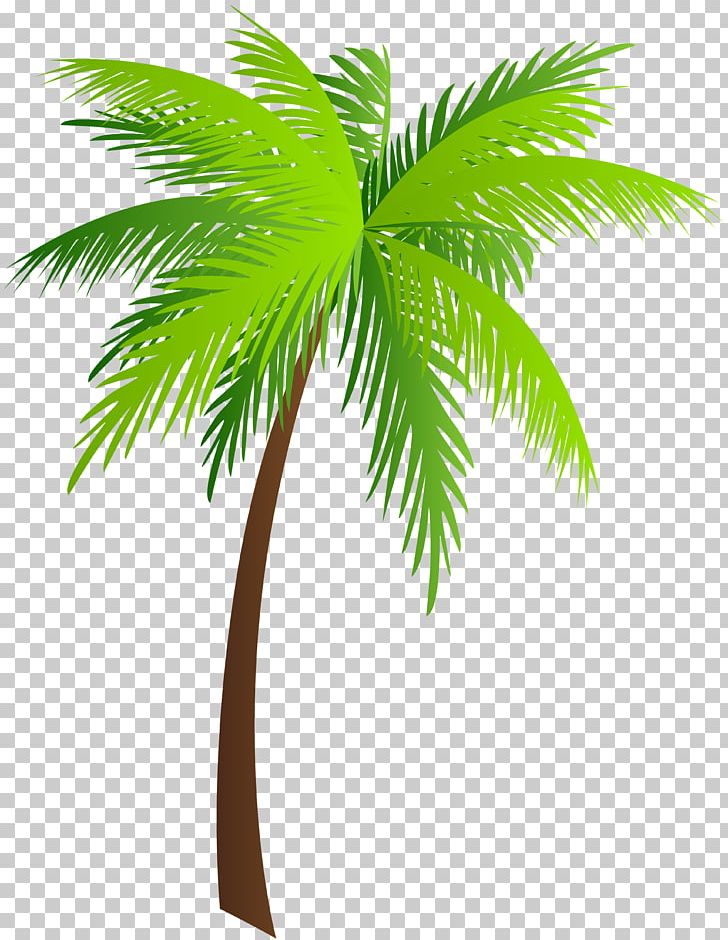 Palm Trees Asian Palmyra Palm PNG, Clipart, Arecaceae, Arecales, Asian Palmyra Palm, Borassus, Borassus Flabellifer Free PNG Download