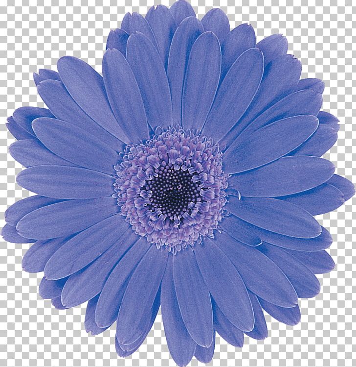 Schreurs Charlotte Transvaal Daisy Flower Common Daisy PNG, Clipart, 1424 Pd, Applied Teamwork Pte Ltd, Aster, Blue, Charlotte Free PNG Download