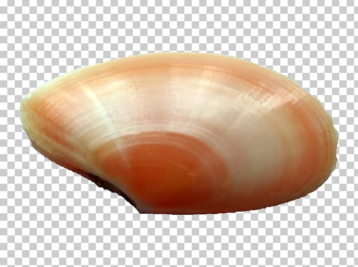 Cockle Clam Veneroida Tellina Grooved Carpet Shell PNG, Clipart, Animals, Baltic Clam, Bivalvia, Clam, Clams Oysters Mussels And Scallops Free PNG Download