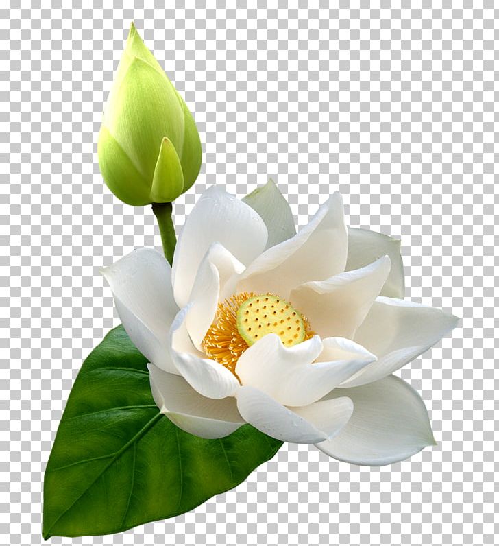 Nelumbo Nucifera Desktop PNG, Clipart, Aquatic Plant, Artificial Flower, Cicek, Desktop Wallpaper, Flower Free PNG Download