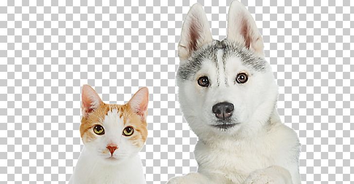 Siberian Husky Whiskers Canaan Dog Cat PetSmart PNG, Clipart, Canaan Dog, Carnivoran, Cat, Cat Like Mammal, Dog Free PNG Download