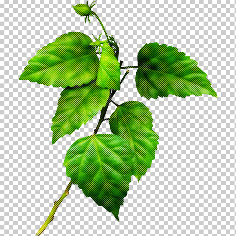 Ivy PNG, Clipart, Beech, Birch Family, Branch, Canoe Birch, Elm Free PNG Download