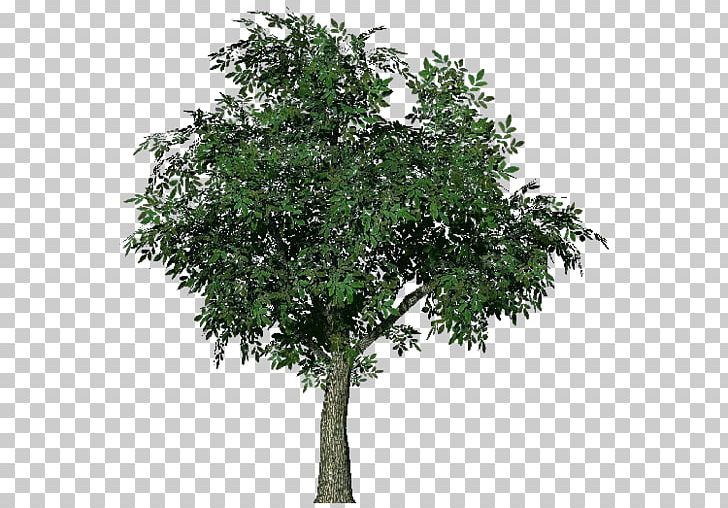 Acer Campestre Tree Norway Maple PNG, Clipart, 3d Computer Graphics, Acer Campestre, Acer Dissectum, Branch, Deciduous Free PNG Download