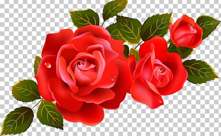 Rose PNG, Clipart, Rose Free PNG Download