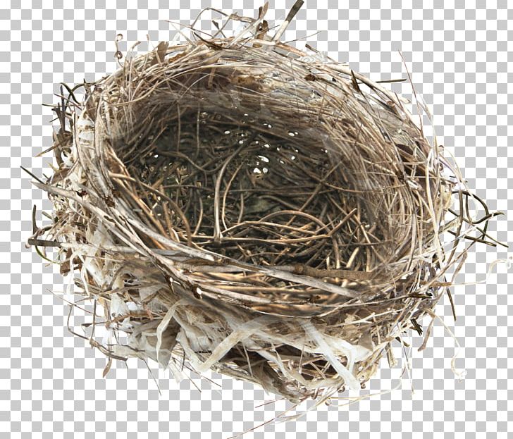 Bird Nest Portable Network Graphics PNG, Clipart,  Free PNG Download