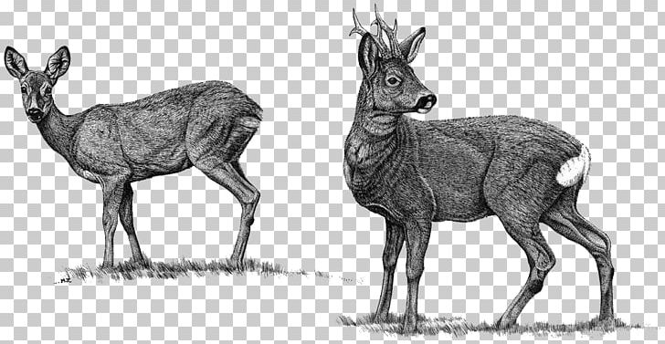 Elk Roe Deer Red Deer Moose Reindeer PNG, Clipart, Antelope, Antler, Black And White, Cartoon, Cervinae Free PNG Download