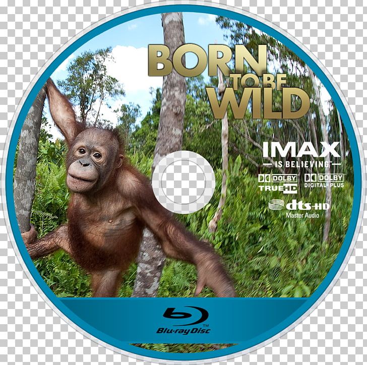 Orangutan Gorilla Omniversum IMAX Jungle M PNG, Clipart, Animals, Born To Be Wild, Fauna, Gorilla, Grass Free PNG Download
