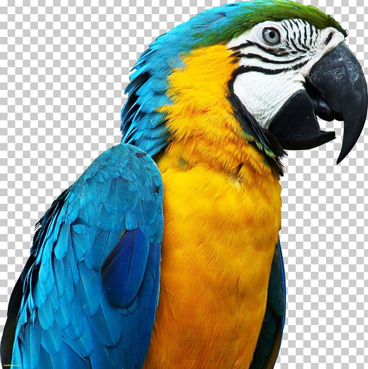 Parrot Bird PNG, Clipart, Animals, Beak, Bird, Common Pet Parakeet, Desktop Wallpaper Free PNG Download
