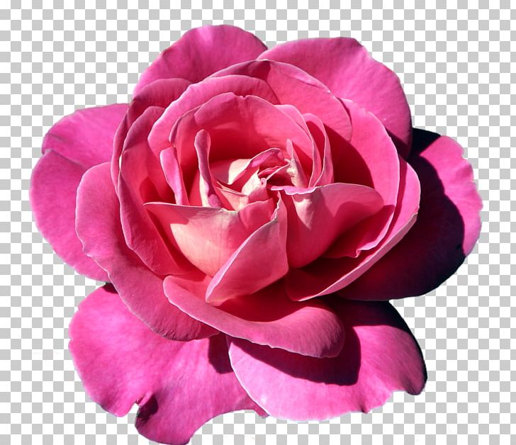 Rose Pink Flowers PNG, Clipart, Blog, China Rose, Cut Flowers, Desktop Wallpaper, Floribunda Free PNG Download